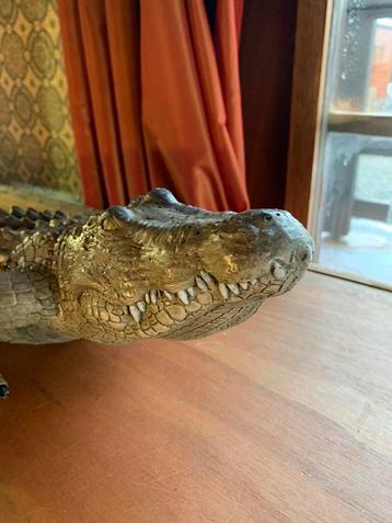 Krokodil natuurgetrouw beschikbaar voor biedingen