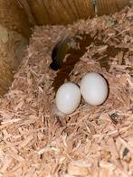 Koppel pyrrhura, Animaux & Accessoires, Oiseaux | Perruches & Perroquets