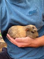 Cavia vrouwtjes, Dieren en Toebehoren, Juni, Vrouwelijk, Cavia