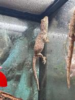 Koppel Rhacodactylus chahoua, Amphibien