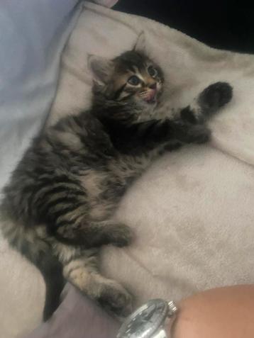 Kitten van 2 maand oud beschikbaar voor biedingen