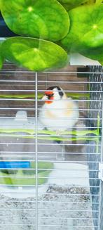 Chardonneret Agathe mâle, Mâle, Domestique