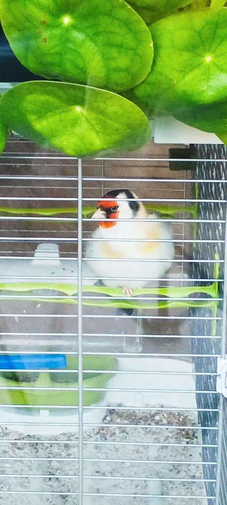 Chardonneret Agathe mâle, Dieren en Toebehoren, Vogels | Overige Vogels, Mannelijk, Tam, Geringd