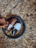 Cavia's, Cavia