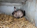 Vleeskonijn ram, Dieren en Toebehoren, Mannelijk, Groot, 0 tot 2 jaar