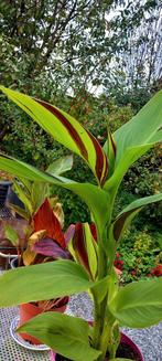 Canna cleopatra, Ophalen