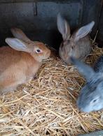 Jonge konijnen, Dieren en Toebehoren, Konijnen, Groot