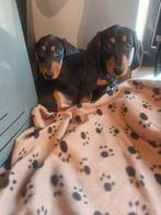 Prachtige teckel pups met stamboom, België, 8 tot 15 weken, Korthaar, Dwerg