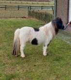 Zwartbont merrie shetlander, Jument