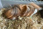 Cavia peruvian beer, Dieren en Toebehoren, Knaagdieren, Juni, Mannelijk, Cavia