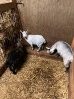 Dwerggeitjes, Animaux & Accessoires