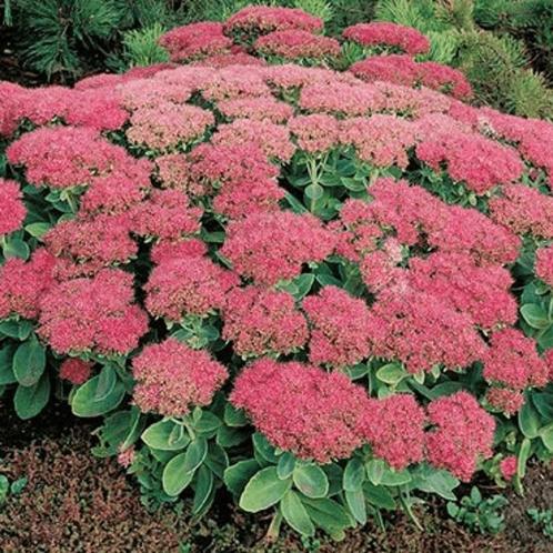 Sedum herbstfreude, hemelsleutel, vetkruid, Tuin en Terras, Planten | Tuinplanten, Vaste plant, Volle zon, Herfst, Ophalen