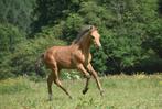 Pouliche PRE isabelle, Merrie, Gechipt, Niet van toepassing, Dressuurpaard