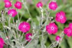 20 zaden roze prikneus - Lychnis coronaria, Verzenden, Zaad