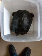Schildpad 15 euro, Animaux & Accessoires, Reptiles & Amphibiens, Tortue