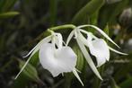 Geurende Orchidee Brassavola nodosa, Ophalen of Verzenden