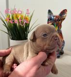 Prachtig nestje Franse Bulldog pups unieke kleuren, Plusieurs, Belgique, 8 à 15 semaines, Bouledogue