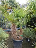 Palmboom 2 stam - winterharde palmboom, Jardin & Terrasse, Plantes | Arbres, Enlèvement, Palmier, Ombre partielle