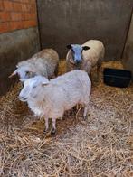 2 agneaux d'un an et 2 ans de bélier, Animaux & Accessoires, Moutons, Chèvres & Cochons