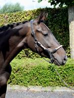 Knappe 4 jarige merrie van Rubin Royal x De Niro, Dieren en Toebehoren, Paarden, Merrie, M, Dressuurpaard, 3 tot 6 jaar