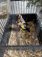 Kleine Distelvinken koppel plus losse man, Meerdere dieren, Wildzangvogel, Geringd