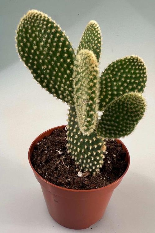 Opuntia Microdasys, Maison & Meubles, Plantes d'intérieur, Cactus, Moins de 100 cm, Envoi