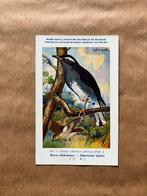 Vogels van België  Nr. 179 Siberische Lijster, Ophalen of Verzenden, Ongelopen, Vogel