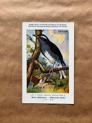 Vogels van België  Nr. 179 Siberische Lijster, Enlèvement ou Envoi, Non affranchie, Oiseaux