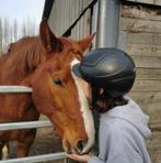 Enthousiaste stalhulp/vrijwilliger aangeboden, Dieren en Toebehoren, Paarden, Meerdere dieren