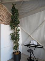 4m hoge Vingerboom, Ophalen of Verzenden