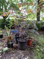 hazelaar, Tuin en Terras, Ophalen, Overige soorten, Struik, 100 tot 250 cm