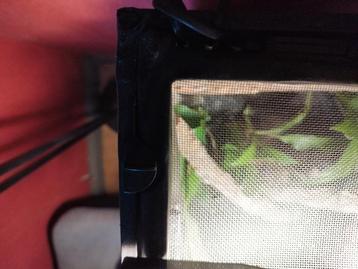 Terrarium planté  beschikbaar voor biedingen