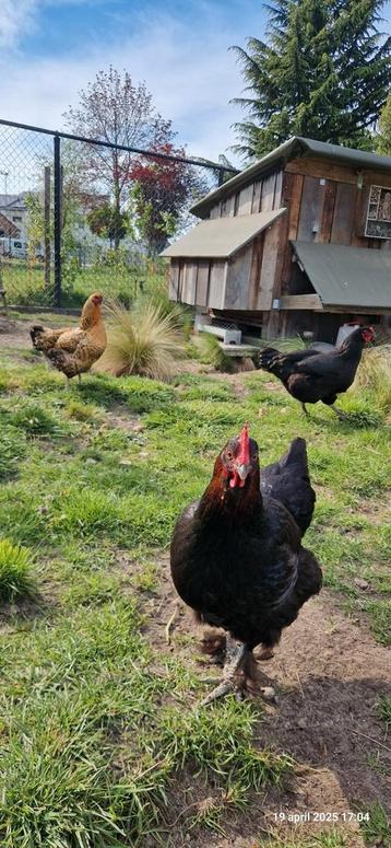 3 gelukkige legkippen met kippenhok beschikbaar voor biedingen