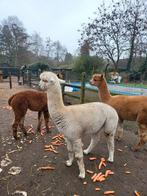 2 alpaca hengsten, Dieren en Toebehoren, Schapen, Geiten en Varkens, Mannelijk, 0 tot 2 jaar