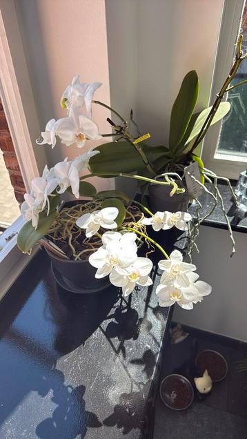 Orchideen, Enlèvement, Utilisé