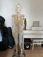 Squelette humain Somso Antique, Ophalen