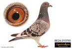 Goede pedigree, Dieren en Toebehoren, Vogels | Duiven