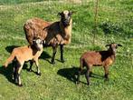 Kameroen schapen moeder ooi + lammetjes + 2 aparte rammetjes, Dieren en Toebehoren, Schapen, Geiten en Varkens, Meerdere dieren