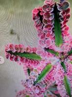 GEZOCHT stekjes van kalanchoe pink butterfly, Maison & Meubles, Plantes d'intérieur, Enlèvement, Autres espèces