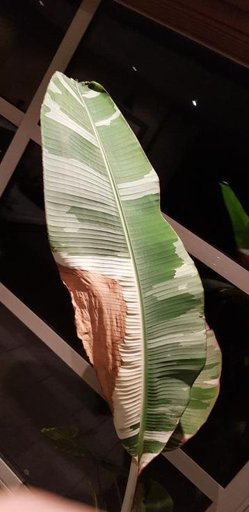 Musa Florida beschikbaar voor biedingen