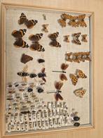 Collection d'insectes des années 70, Collections, Enlèvement ou Envoi