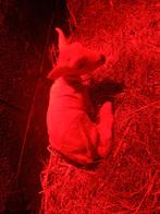 schaap, Animaux & Accessoires, Mouton