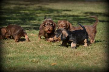 Ruwharige Teckel pups beschikbaar voor biedingen