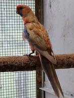 pennant rosella, Dieren en Toebehoren, Vogels | Parkieten en Papegaaien, Mannelijk, Parkiet, Geringd