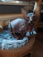 Sphynx kittens, Dieren en Toebehoren, Meerdere dieren, Gechipt, 0 tot 2 jaar