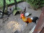 Leghorn goudpatrijs haan gezocht, Dieren en Toebehoren, Kip, Mannelijk