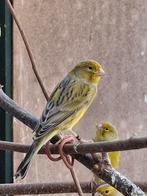 Kanaries groen agaat, Dieren en Toebehoren, Vogels | Kanaries