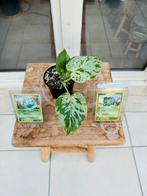 Monstera ‘Bulbasaur’ tc strain + pokemon kaart, Maison & Meubles, Plantes d'intérieur, Enlèvement