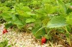 Micanthus pour fraisiers, Jardin & Terrasse, Plantes | Jardin, Annuelle, Herbes, Enlèvement ou Envoi