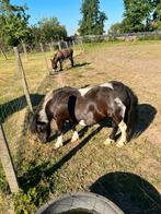 Pony en Ezel , Marie en Gusta, Dieren en Toebehoren, Merrie
